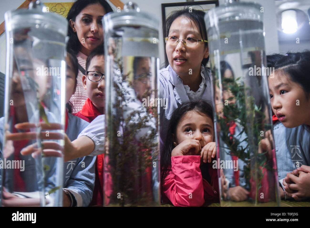 (190320) -- Pechino, 20 marzo 2019 (Xinhua) -- Gli studenti di Baixian centrale scuola primaria imparare a identificare i campioni di erbe medicinali da parte di un medico del TCM (medicina tradizionale cinese) ospedale di Changxing Meishan nella città di Changxing County, est della Cina di Provincia dello Zhejiang, Ottobre 22, 2018. La Cina del mercato del lavoro è rimasta stabile nel 2018 pur dimostrando le nuove caratteristiche, secondo una nuova relazione. Crescente 3.9 per cento anno su anno, il salario mensile medio in Cina ha colpito 8,096 yuan (circa 1,027 dollari) nel quarto trimestre dello scorso anno, in base ad una relazione sulla Cina del lavoro del marke Foto Stock