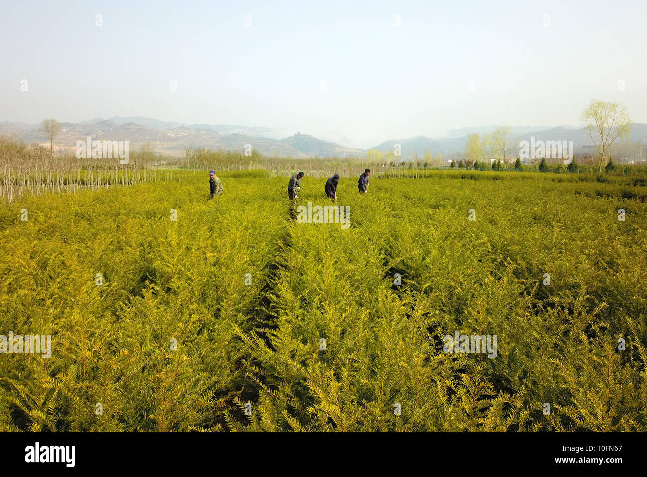 Huixian, Longnan città del nord-ovest della Cina di provincia di Gansu. 20 Mar, 2019. Gli agricoltori si prendono cura di cinesi yew alberelli nella contea di Huixian, Longnan città del nord-ovest della Cina di provincia di Gansu, Marzo 20, 2019. Gli agricoltori locali per iniziare a fare occupato in vivai di piante come il tempo diventa caldo. Negli ultimi anni il governo locale ha promosso alberello produzione industria come un modo importante per la lotta contro la povertà. Credit: ventola Peishen/Xinhua/Alamy Live News Foto Stock