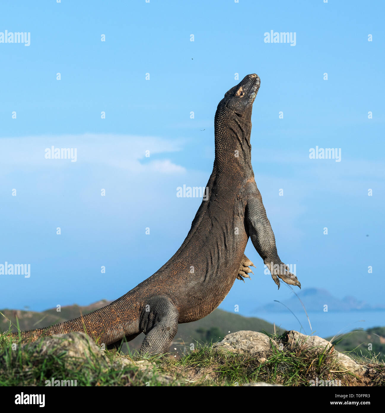 Il drago di Komodo si erge sulle zampe posteriori. Nome scientifico: Varanus komodoensis. Più grande lucertola vivente nel mondo. Isola di Rinca. Indonesia. Foto Stock