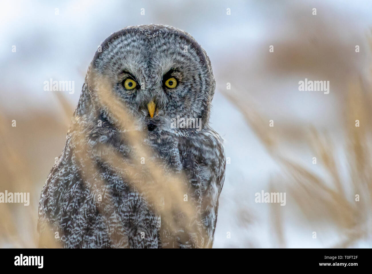 Grande Grigio Allocco (Strix Nebulosa)seduto in un campo di agricoltori Foto Stock