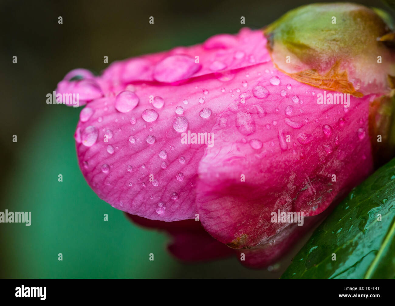 Una macro shot di wet petali di camellia bush bloom. Foto Stock