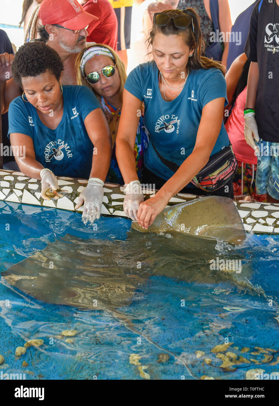 Praia do Forte, Brasile - 31 Gennaio 2019: donna che alimenta la razza pesci sul progetto Tamar serbatoio a Praia do Forte in Brasile Foto Stock