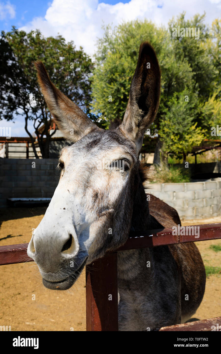 Donkey guardando oltre il recinto, Golden fattoria di asini, Skarinou, Cipro Ottobre 2018 Foto Stock