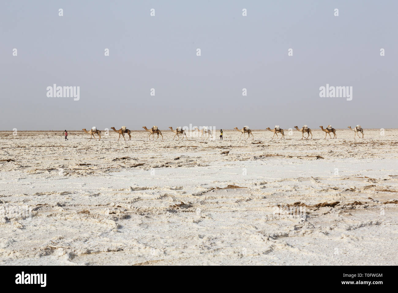 Danakil, Etiopia, il 22 Febbraio 2015 : carovana di cammelli che trasportano il sale in Africa il Danakil deserto, Etiopia Foto Stock