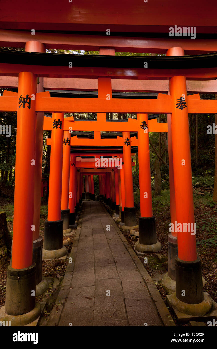 Torii tunnel al Fushimi Inari Taisha Kyoto. Foto Stock