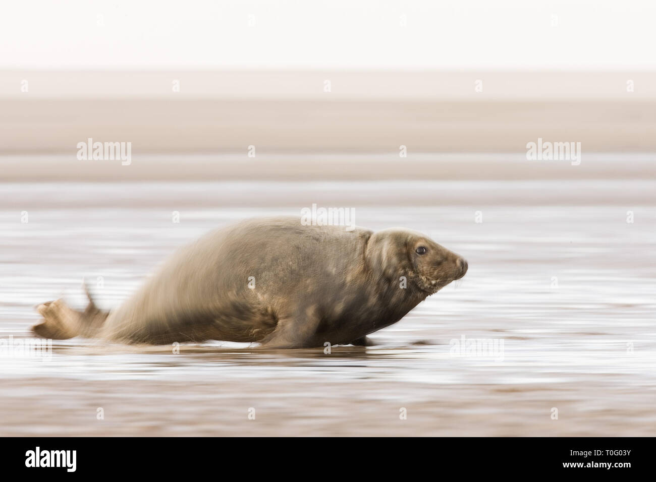 Guarnizione grigio (Halichoerus grypus) spostando indietro al mare a Donna Nook, Lincolnshire, Inghilterra Foto Stock