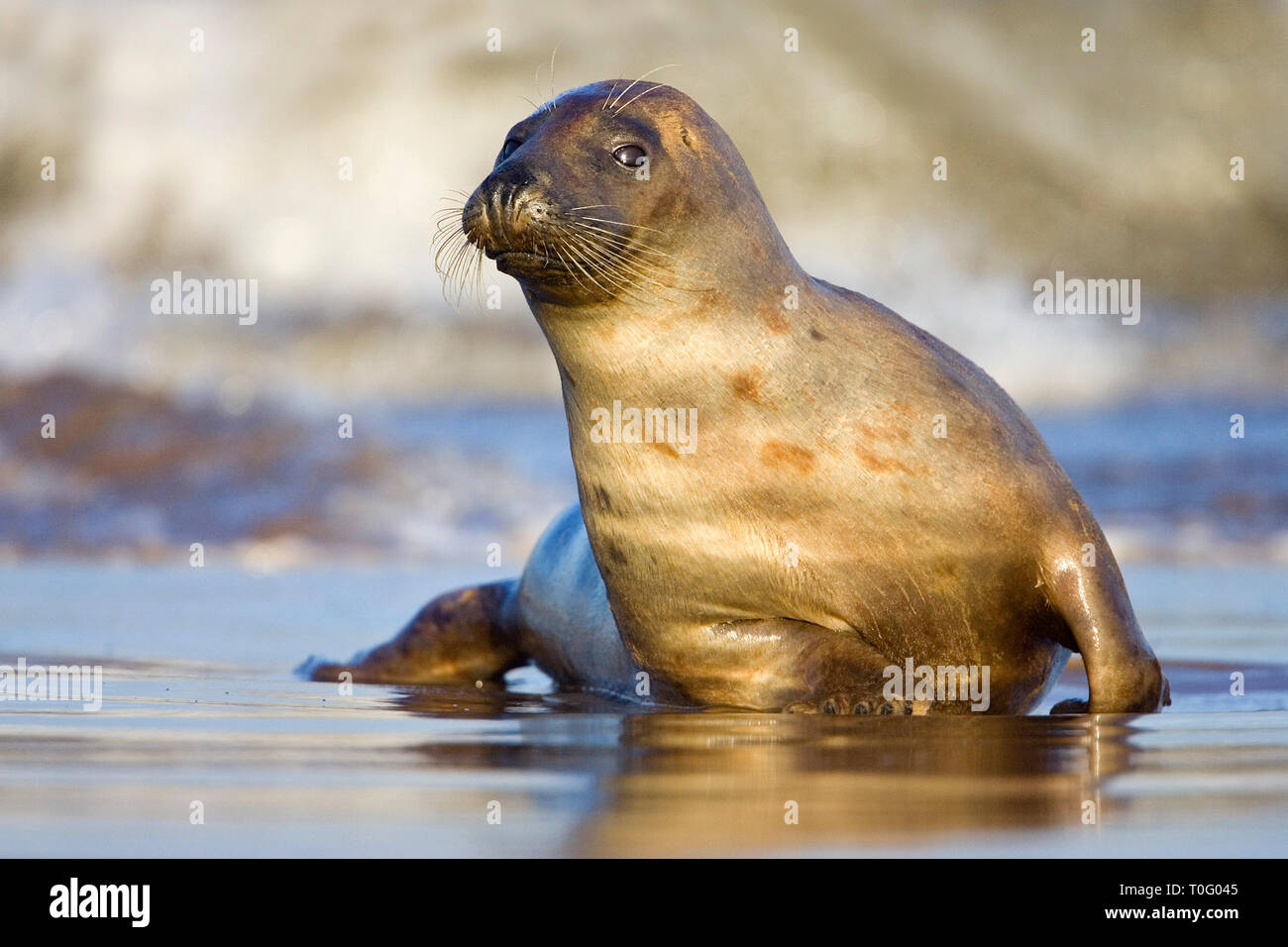 Guarnizione grigio (Halichoerus grypus) sulla spiaggia a Donna Nook, Lincolnshire, Inghilterra Foto Stock