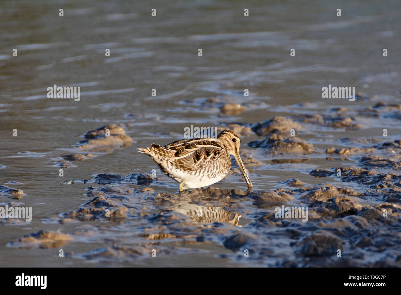 Beccaccino - Gallinago gallinago alimentazione degli uccelli nel fango Foto Stock