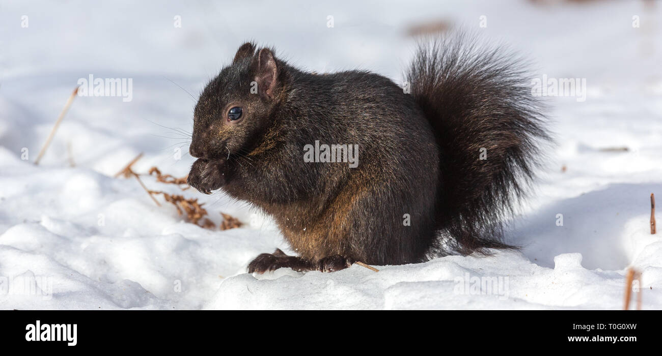 Orientale scoiattolo grigio - colore scuro morph Foto Stock