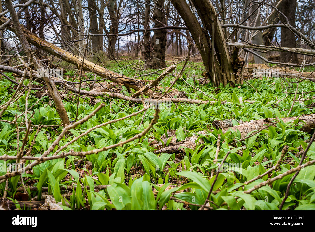 Ramson crescente tra i tronchi in un bosco incontaminato, Jagerspris, Danimarca, Marte 18, 2019 Foto Stock