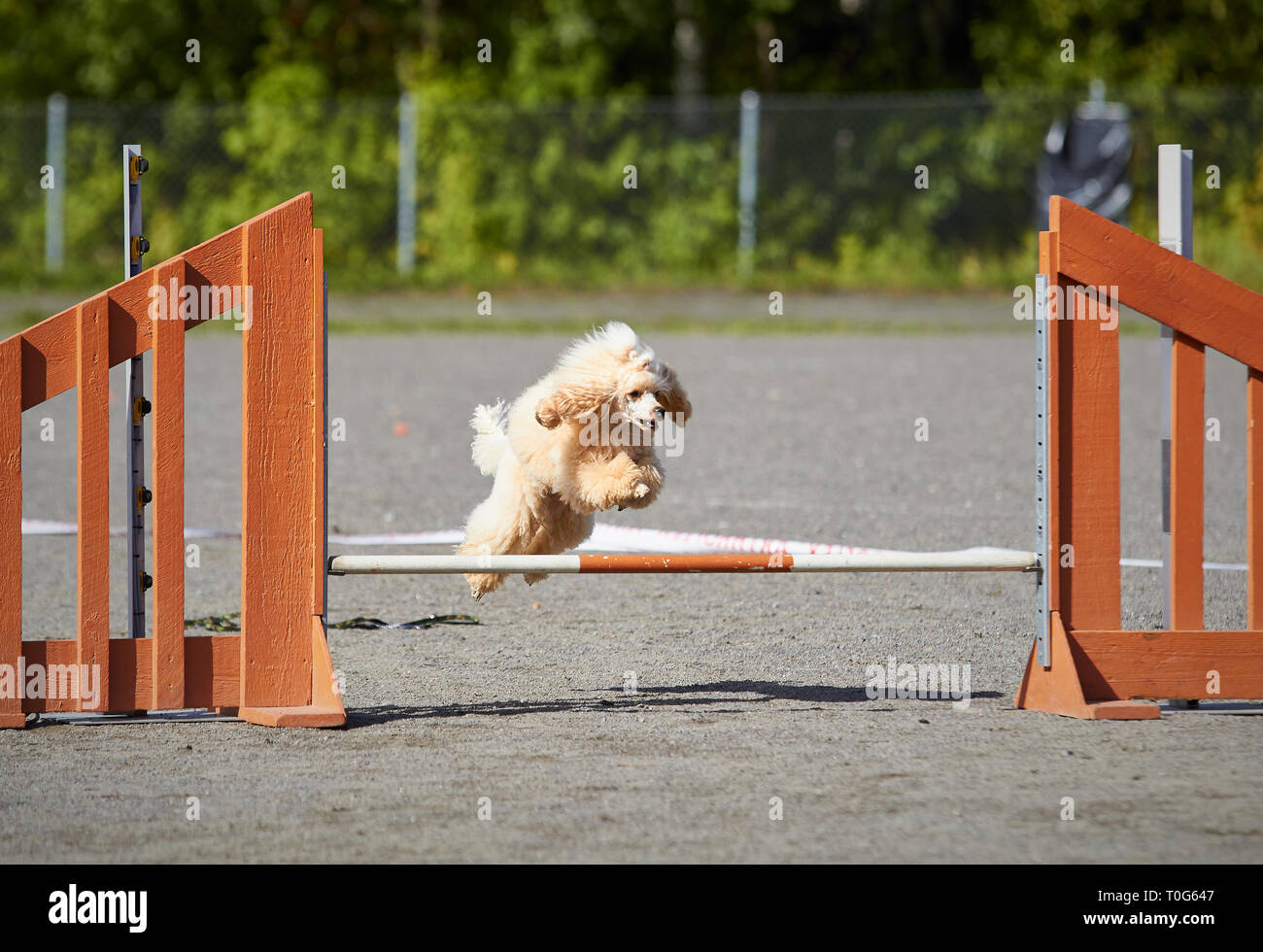 Barboncino saltando un ostacolo alla flessibilità del cane di formazione. Grande pellicce soffiando nel vento. Azione e sport nel concetto. Foto Stock