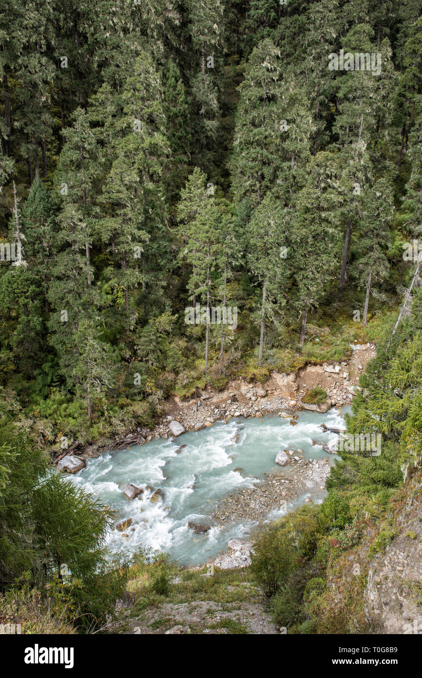 Fiume e foresta tra Laya e Rodophu, Gasa distretto, Snowman Trek, Bhutan Foto Stock