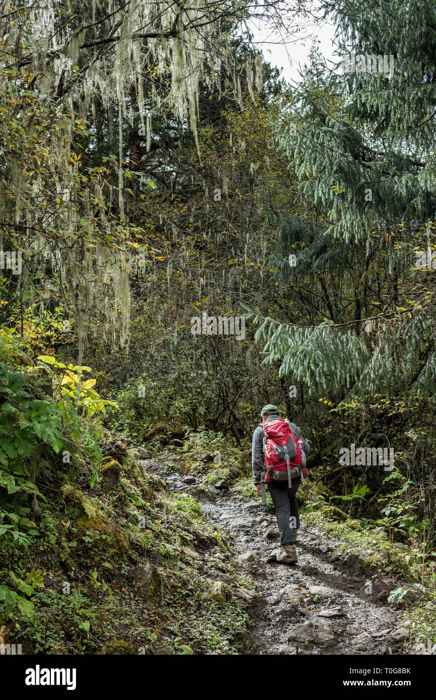 Il sentiero nel bosco tra Laya e Rodophu, Gasa distretto, Snowman Trek, Bhutan Foto Stock