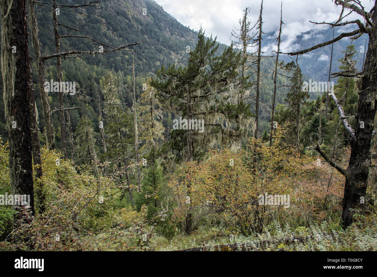 Gli alberi morti e foresta tra Laya e Rodophu, Gasa distretto, Snowman Trek, Bhutan Foto Stock