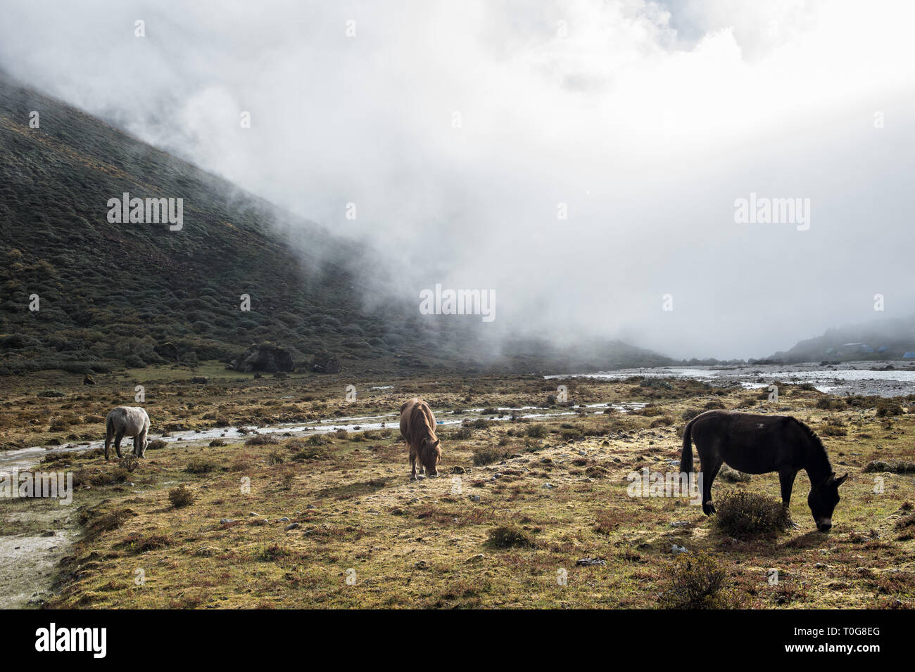 La nebbia e pack animali a Rodophu camp, Gasa distretto, Snowman Trek, Bhutan Foto Stock