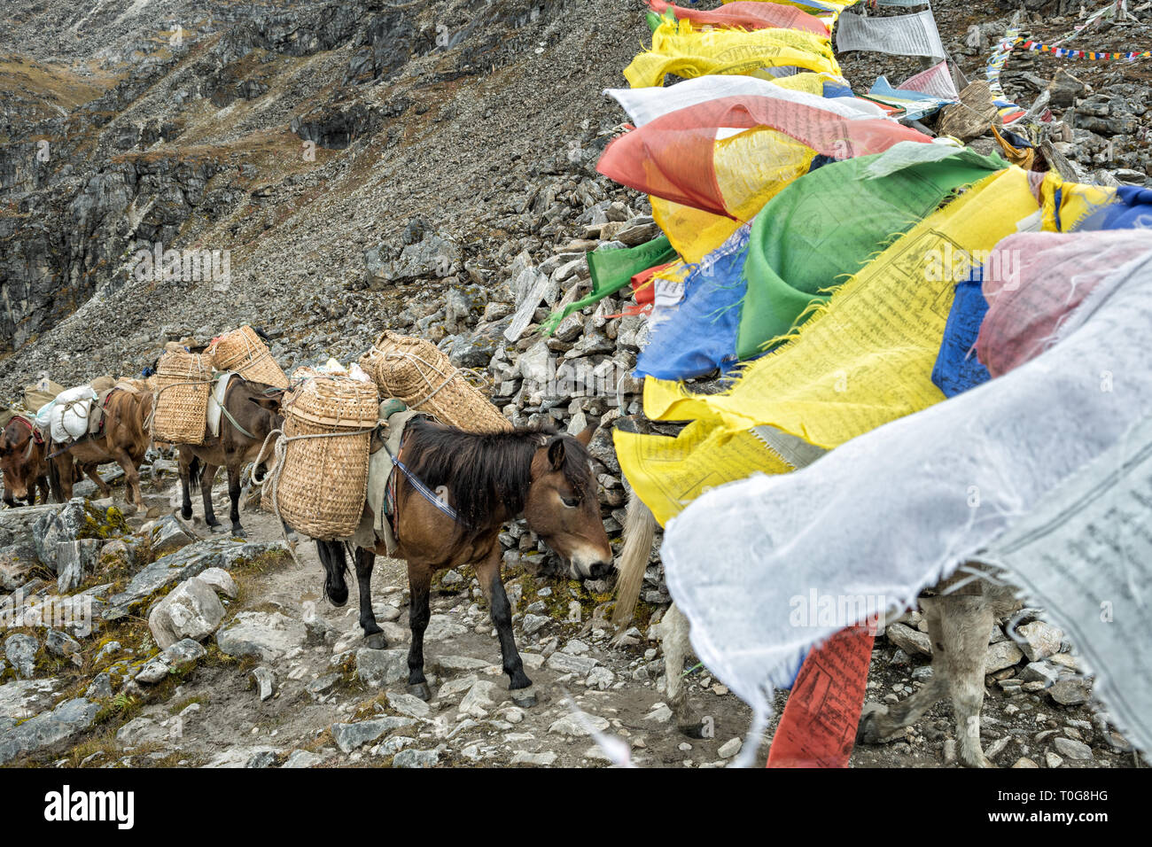 Pack animali a Tsemo La pass, Gasa distretto, Snowman Trek, Bhutan Foto Stock