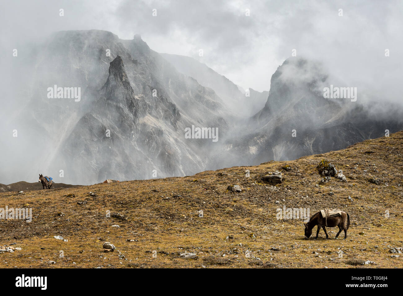 Muli e montagne vicino Narethang, Gasa distretto, Snowman Trek, Bhutan Foto Stock