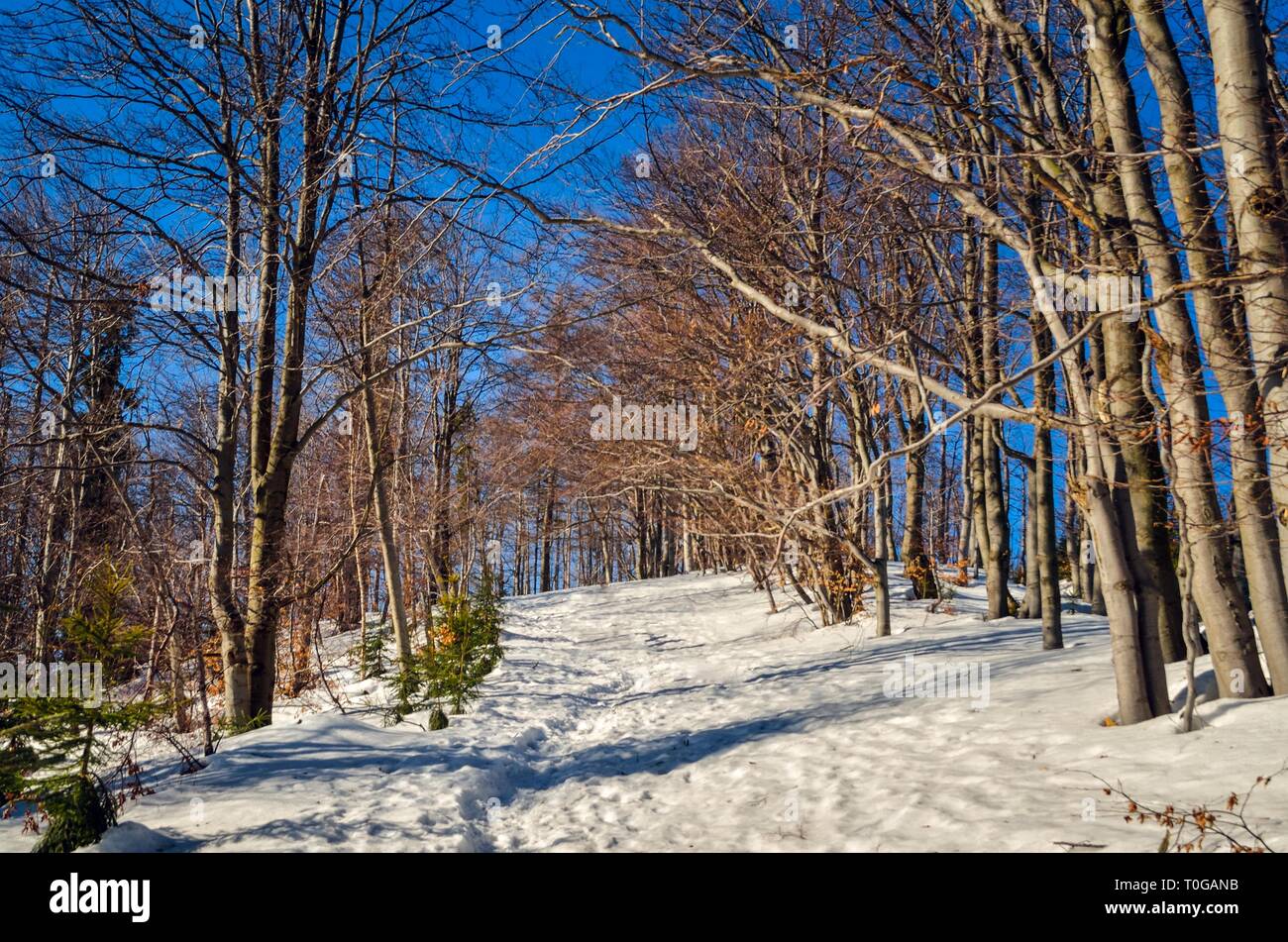 Bellissimo paesaggio montano invernale. In inverno il sentiero soleggiato nelle montagne polacche. Foto Stock