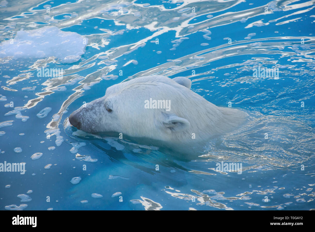 Orso polare è nuotare nel mare. Ursus maritimus o Thalarctos Maritimus. Gli animali della fauna selvatica. Foto Stock