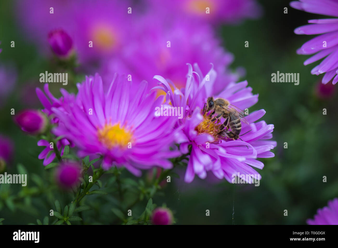Aster amellus perenni Piante fiorite in famiglia Asteraceae impollinare e miele delle api in Wakehurst Wild Botanic Garden, Regno Unito Foto Stock