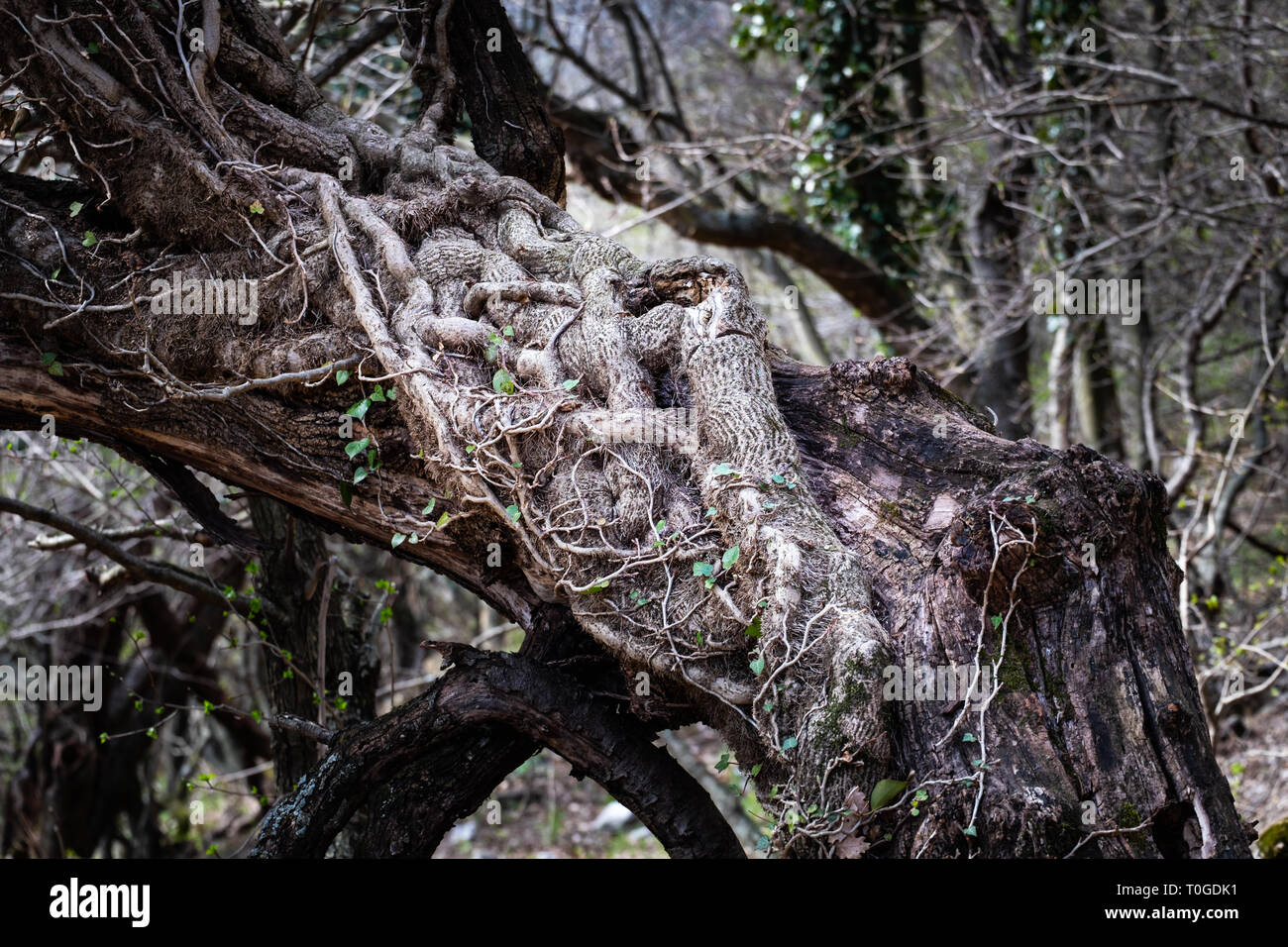 Grasso vecchio ivy cresce su un vecchio grande albero nel parco nazionale di Rosandra in Italia, Europa Foto Stock