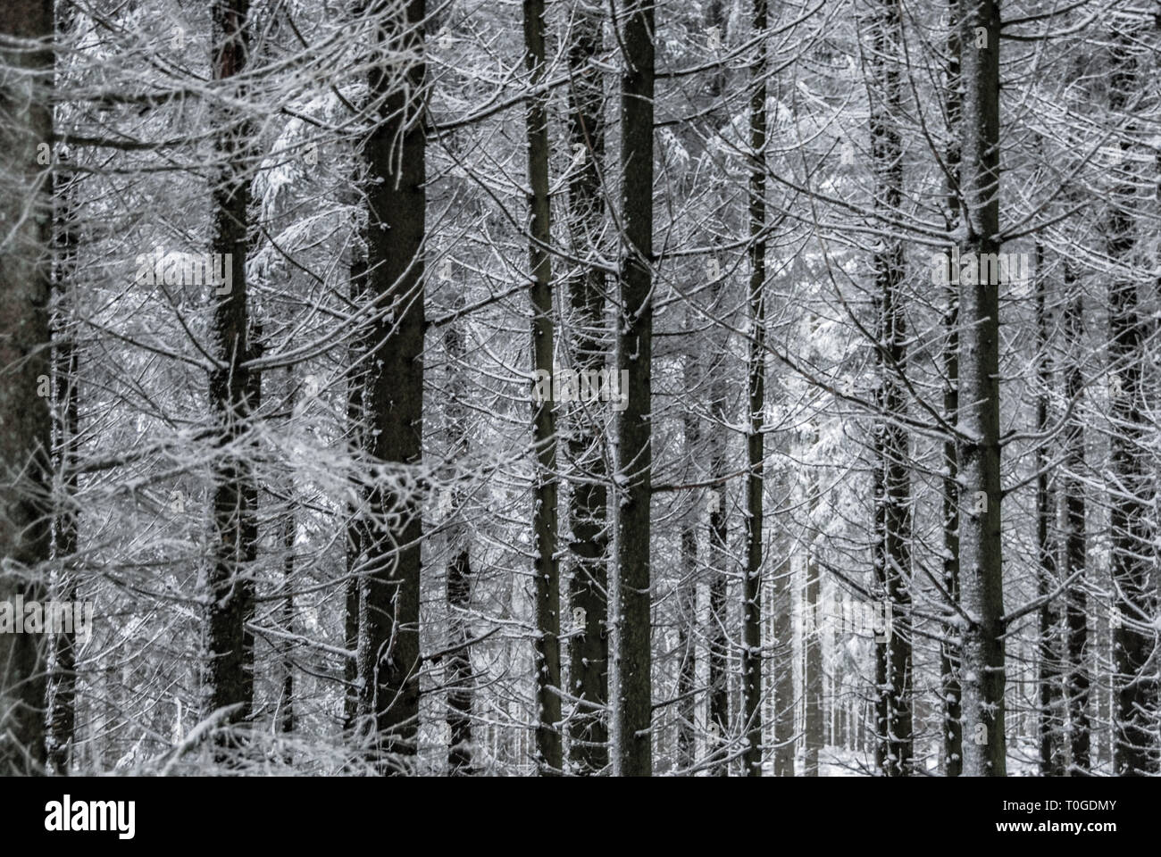Hohe Acht, Eifel, Germania, 2 dicembre 2012. Snowy tronchi e rami in una fitta foresta. Foto Stock