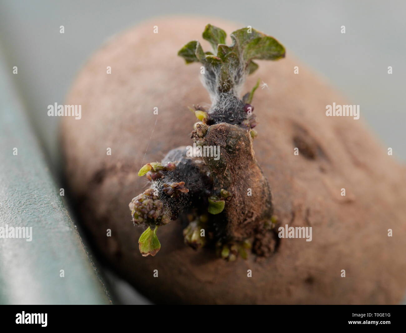 Potatoe Spudding in green house close up Foto Stock