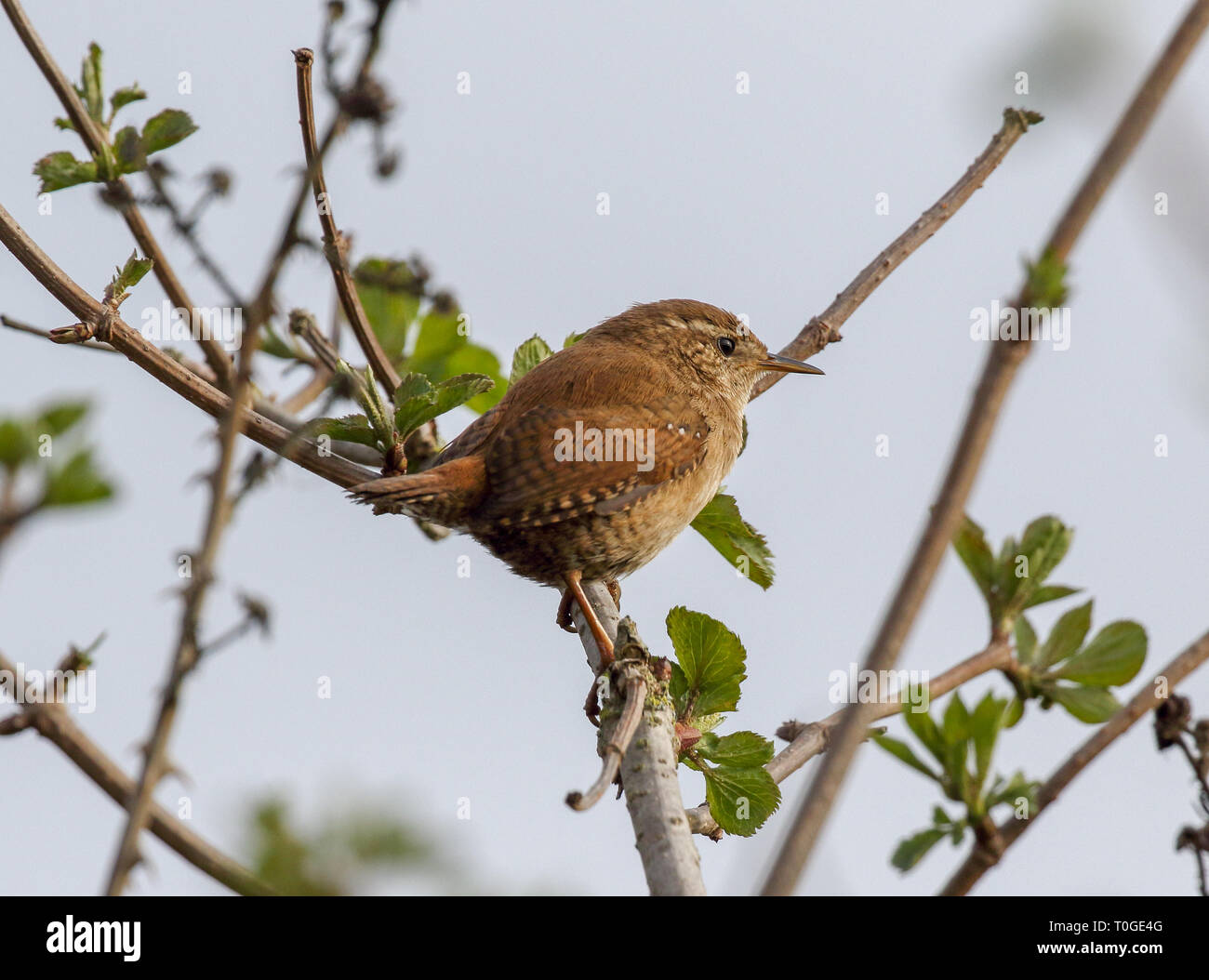 Wren (troglodytes troglodytes) Foto Stock