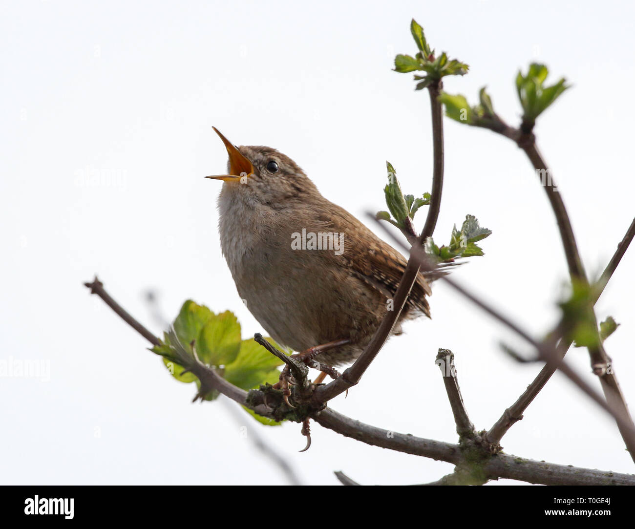 Wren (troglodytes troglodytes) Foto Stock