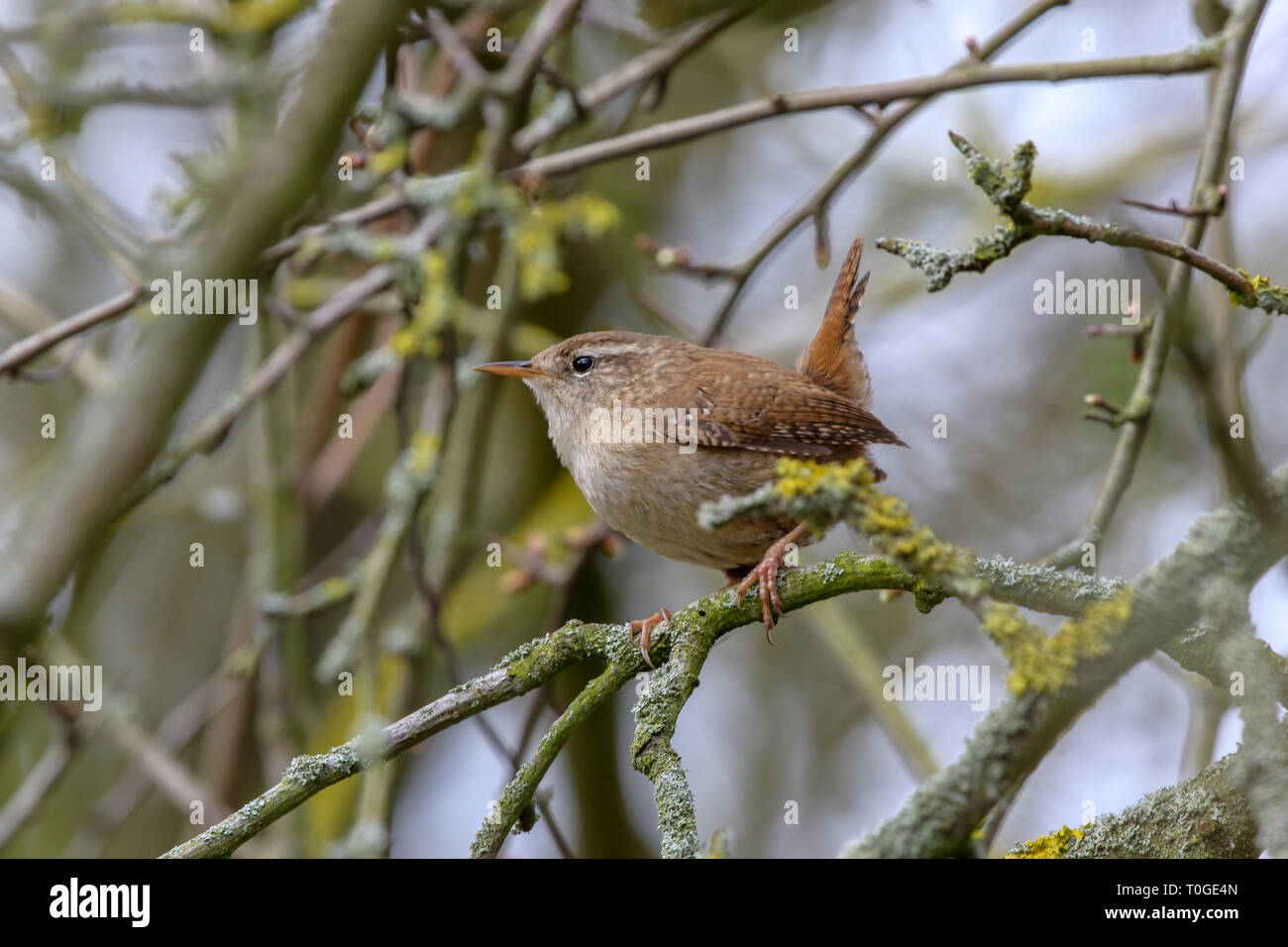 Wren (troglodytes troglodytes) Foto Stock