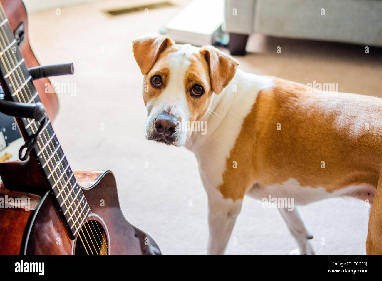Cucciolo e chitarra Foto Stock