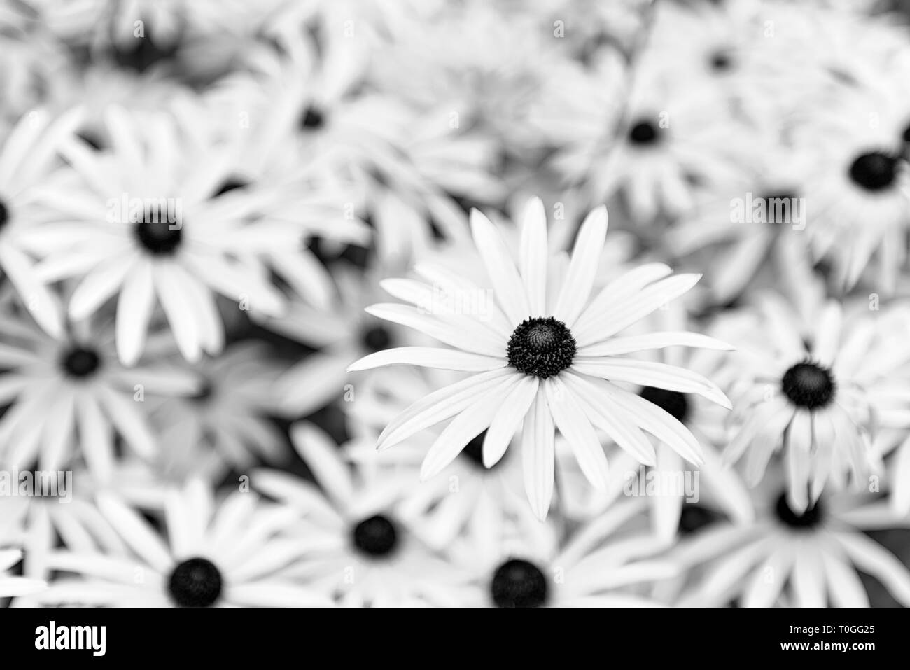 Brown eyed Susan o black eyed Susan in bianco e nero Foto Stock