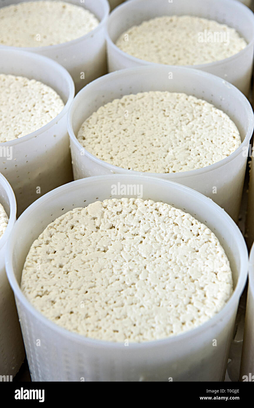 L'Italia, la Lombardia Oltrepo Pavese, Boscasso, Il Boscasso formaggio caprino fresco factory Foto Stock