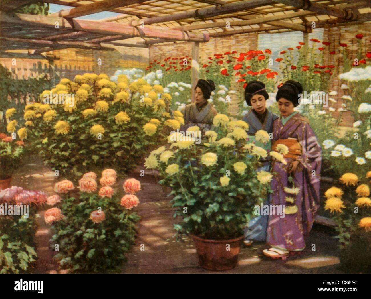 'Al crisantemo Show', 1910. Creatore: Herbert ponting. Foto Stock