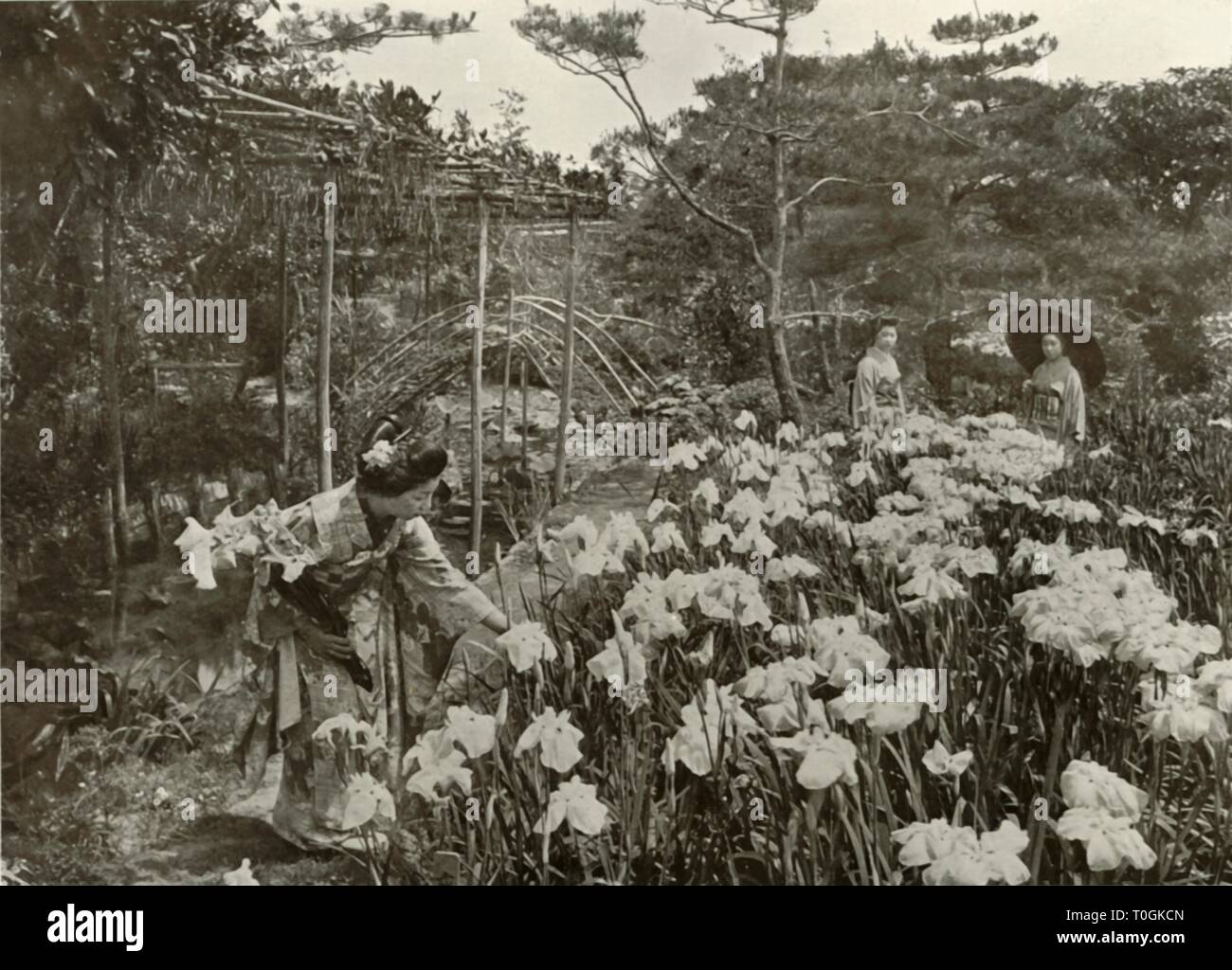 "In un giardino Iris", 1910. Creatore: Herbert ponting. Foto Stock