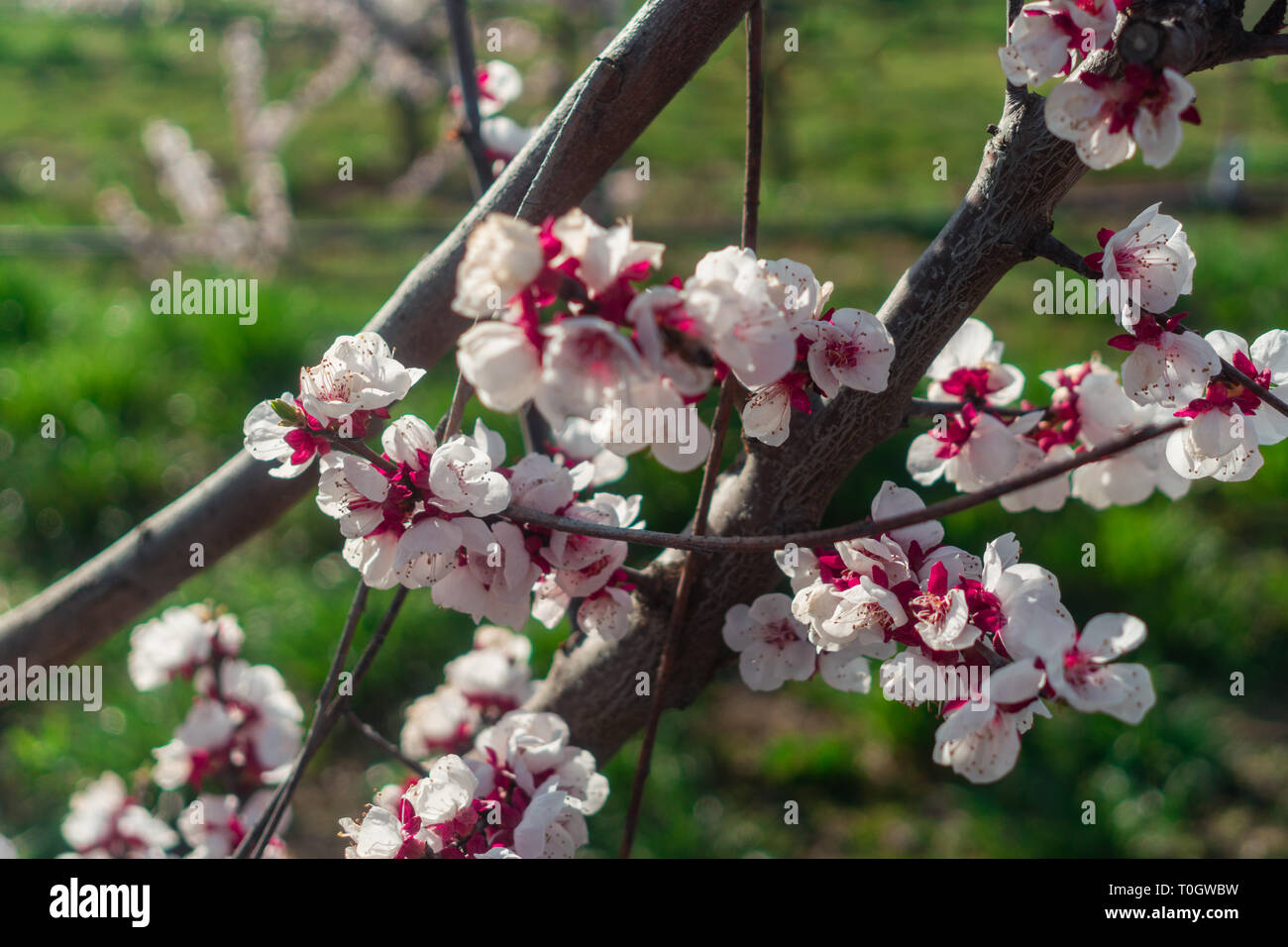 Una gloriosa nuova nata la fioritura dei ciliegi durante la primavera Foto Stock