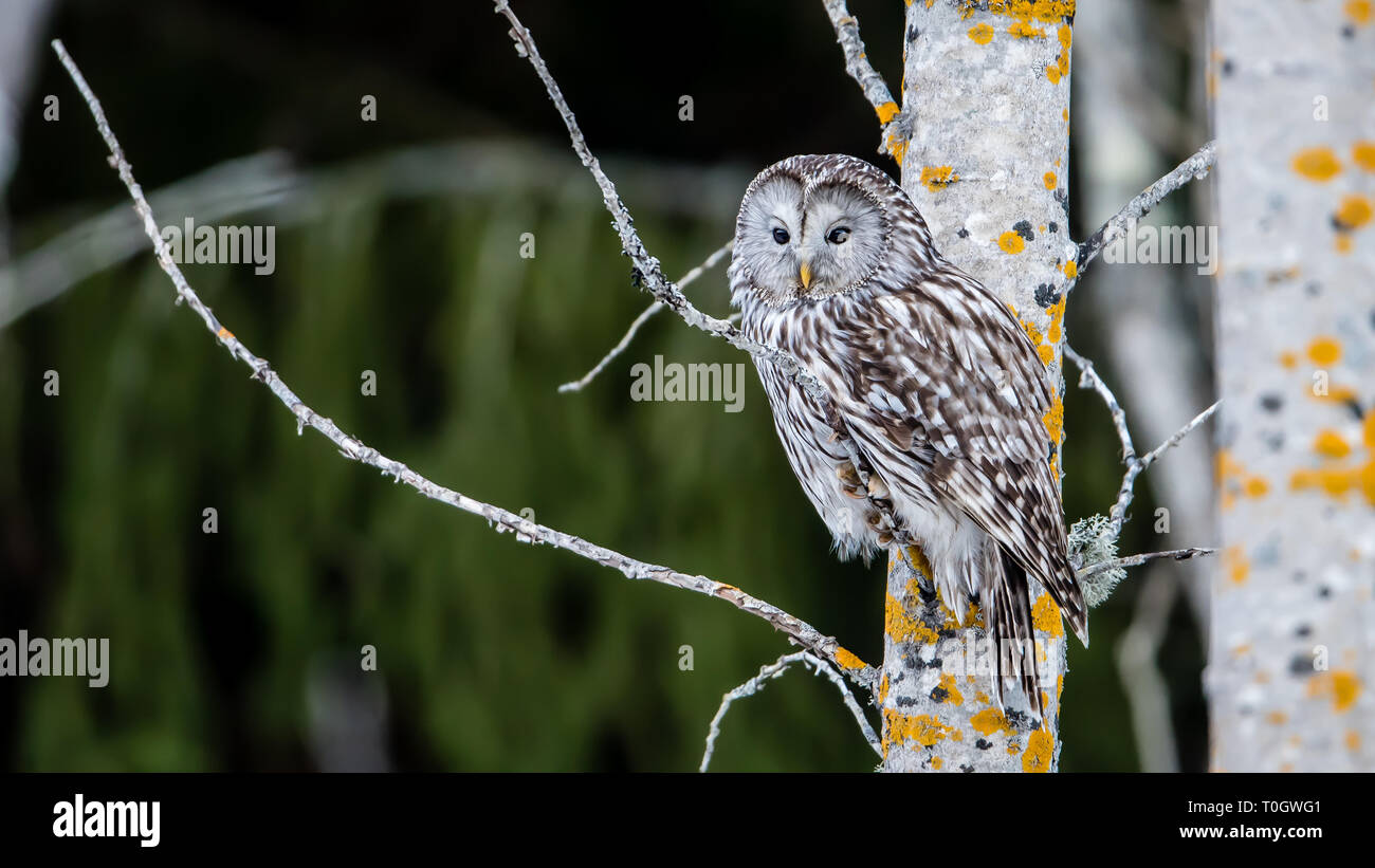 Ural allocco (Strix uralensis) appollaiate su un ramoscello aspen con uno sfondo sfocato Foto Stock