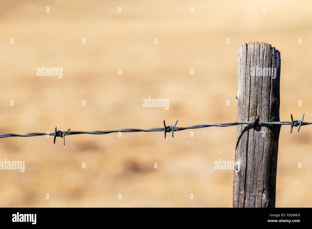 Close-up di filo spinato e recinzione di legno post; Ranch in Colorado centrale; USA Foto Stock