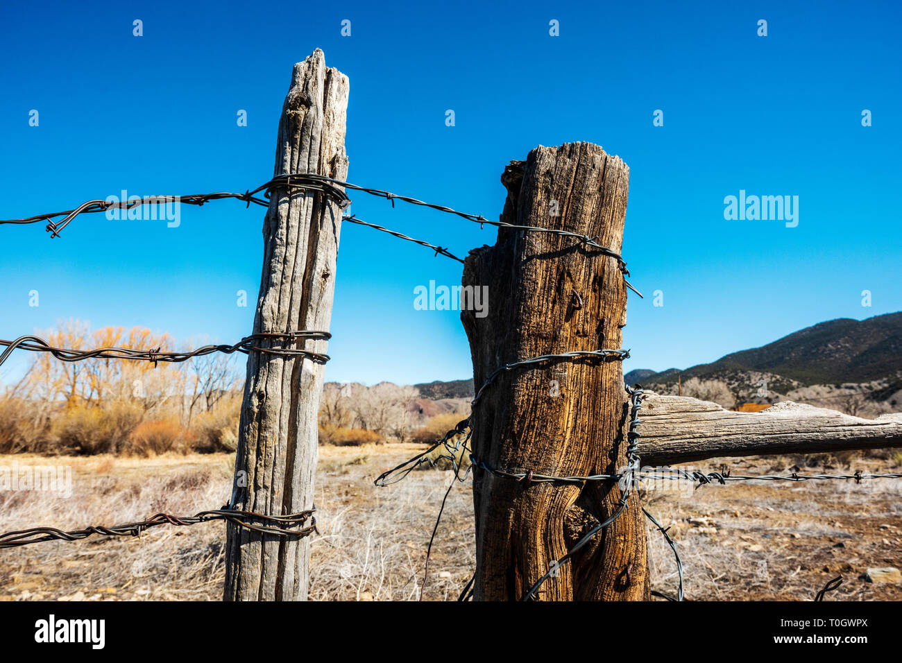 Close-up di filo spinato e recinzione di legno post; Ranch in Colorado centrale; USA Foto Stock