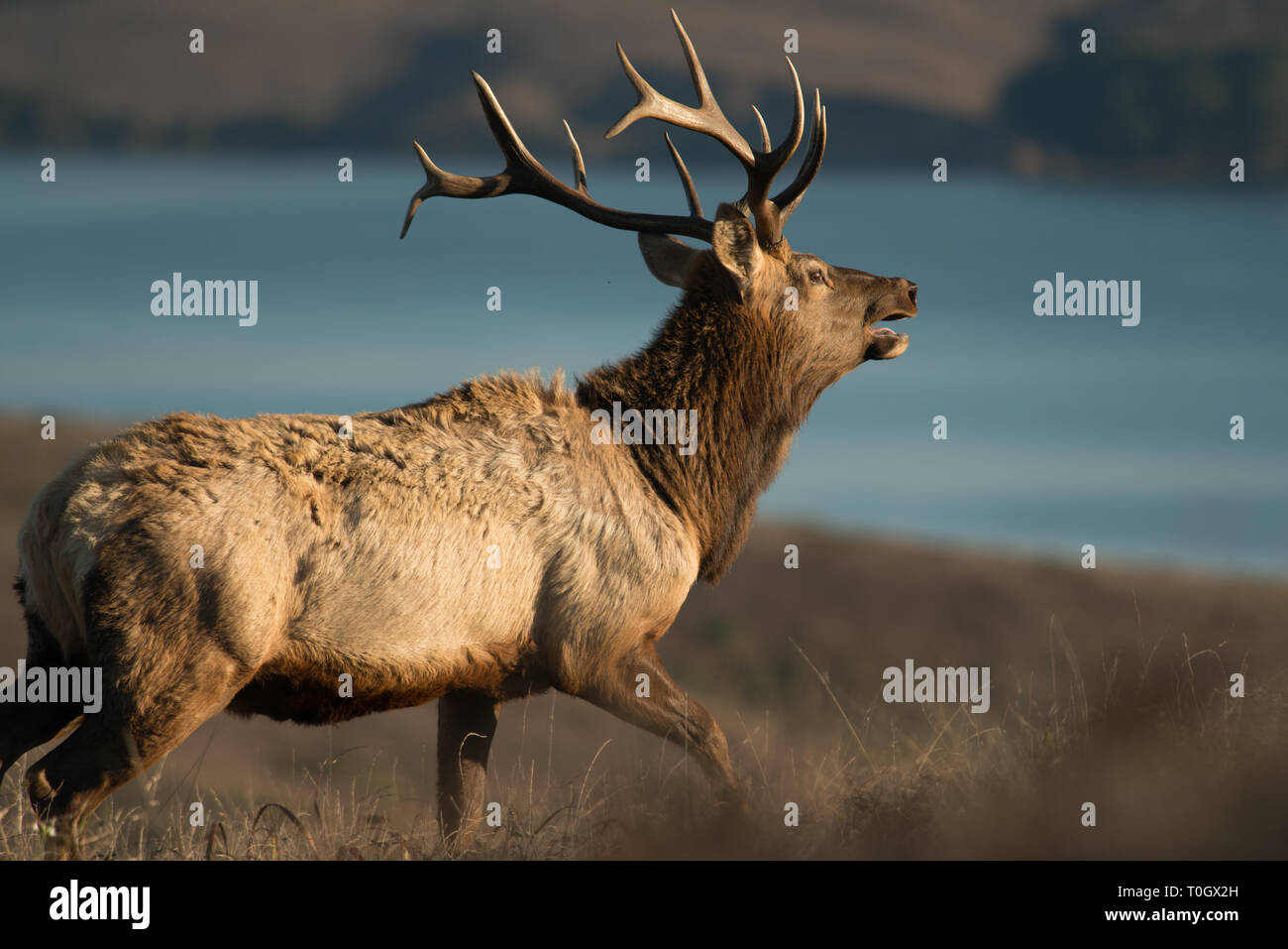 Un grande bull elk si aggira intorno al perimetro del suo harem Foto Stock