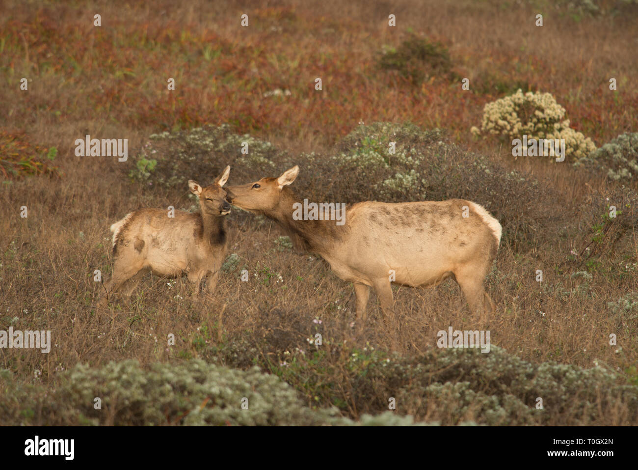 Una madre elk tende a suo vitello con un amichevole leccare Foto Stock