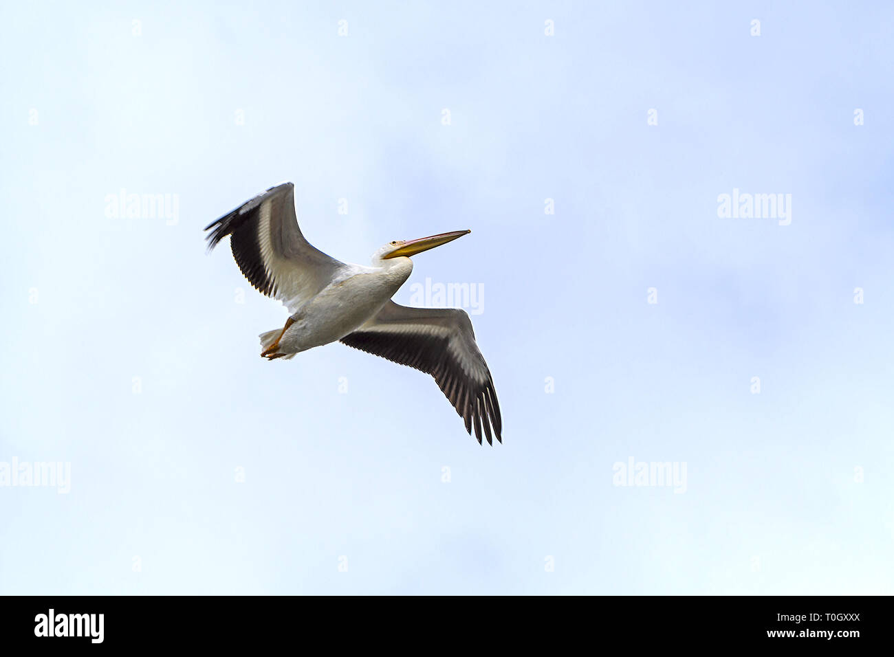 Americano bianco Pelican Flying Overhead in Santee riserva costiera in Carolina del Sud Foto Stock