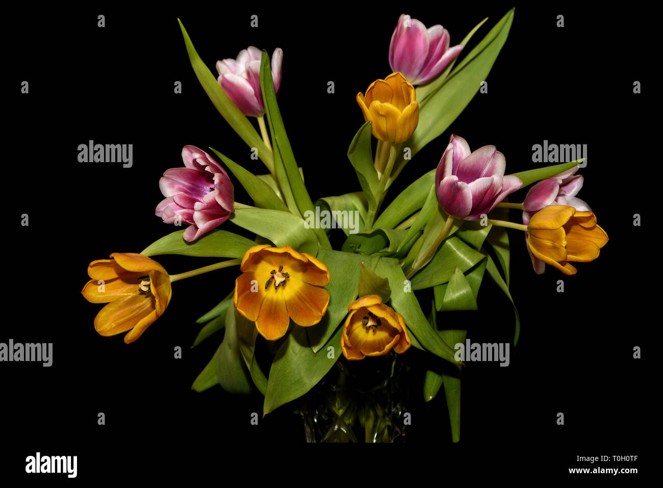 Bel bouquet con sorprendente arancione e il magenta tulipani close-up su sfondo nero Foto Stock