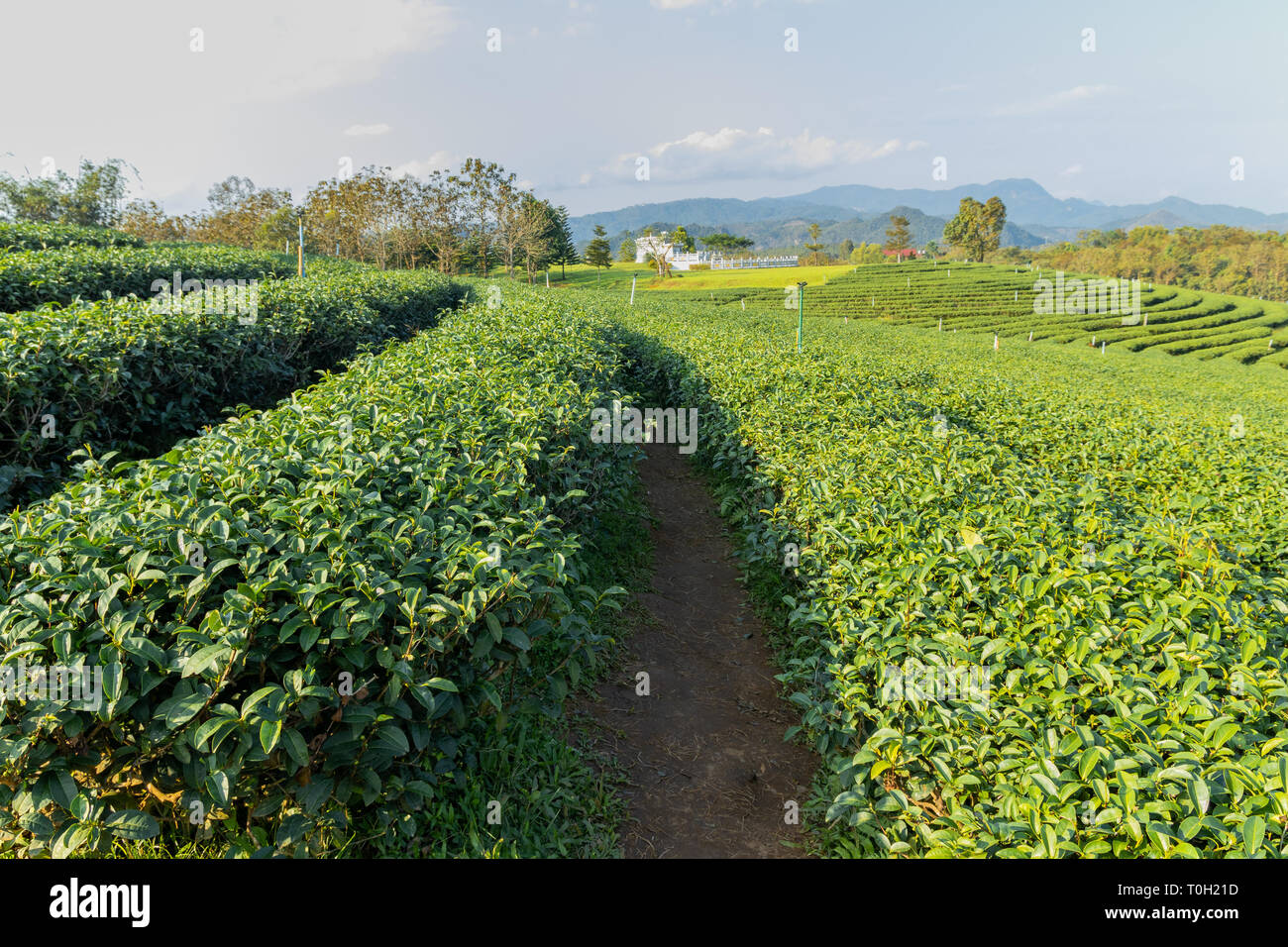 Natura Di Paesaggio sullo sfondo del tè verde,piantagioni di tè in Thailandia del Nord Foto Stock