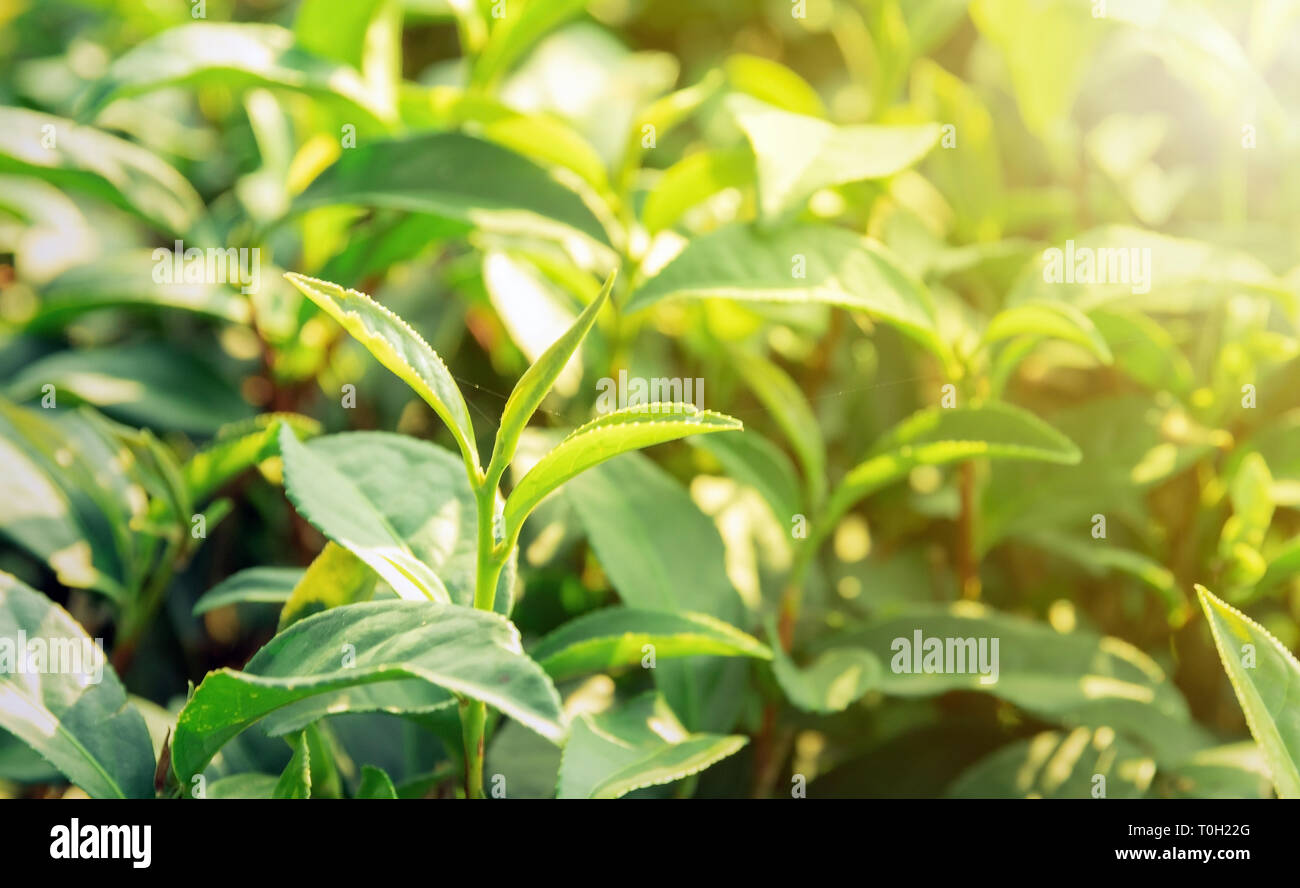 Gli sfondi di natura di foglie di tè verde al sole del mattino Foto Stock