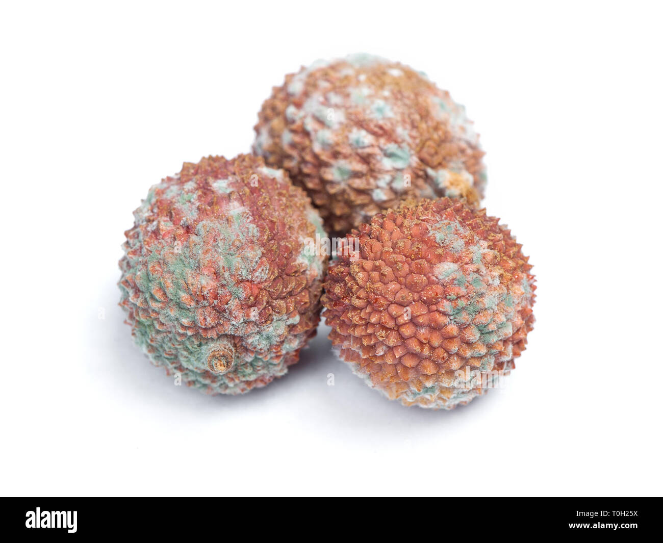 Gruppo di litchi marcio frutti isolato close up su sfondo bianco Foto Stock