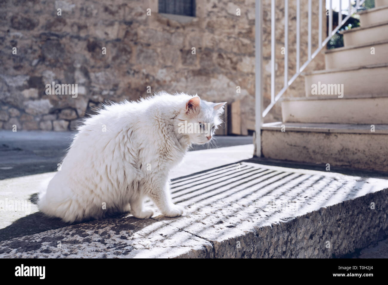 Cute cat lavaggio stesso sulla strada. Pulizia gatto se stesso in strada, sotto il sole. Egli è contro un bel vecchio muro di pietra. Street cat di essere pigro. Foto Stock