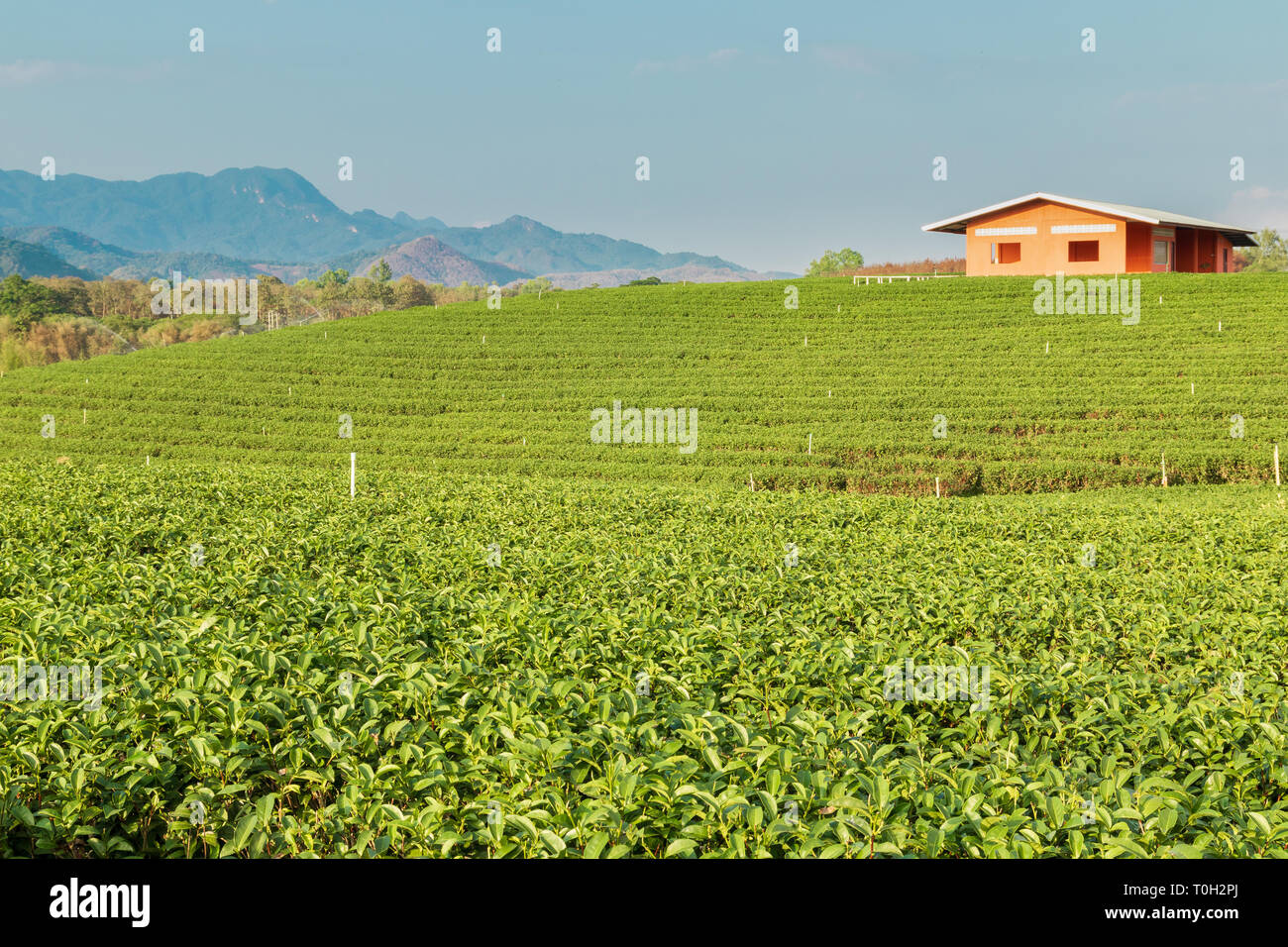 Natura Di Paesaggio sullo sfondo del tè verde,piantagioni di tè in Thailandia del Nord Foto Stock