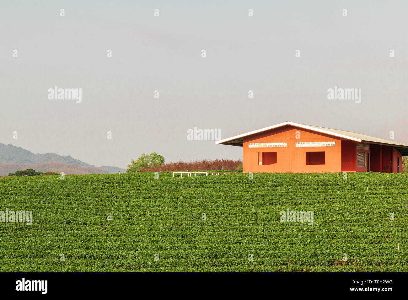 Natura Di Paesaggio sullo sfondo del tè verde,piantagioni di tè in Thailandia del Nord Foto Stock