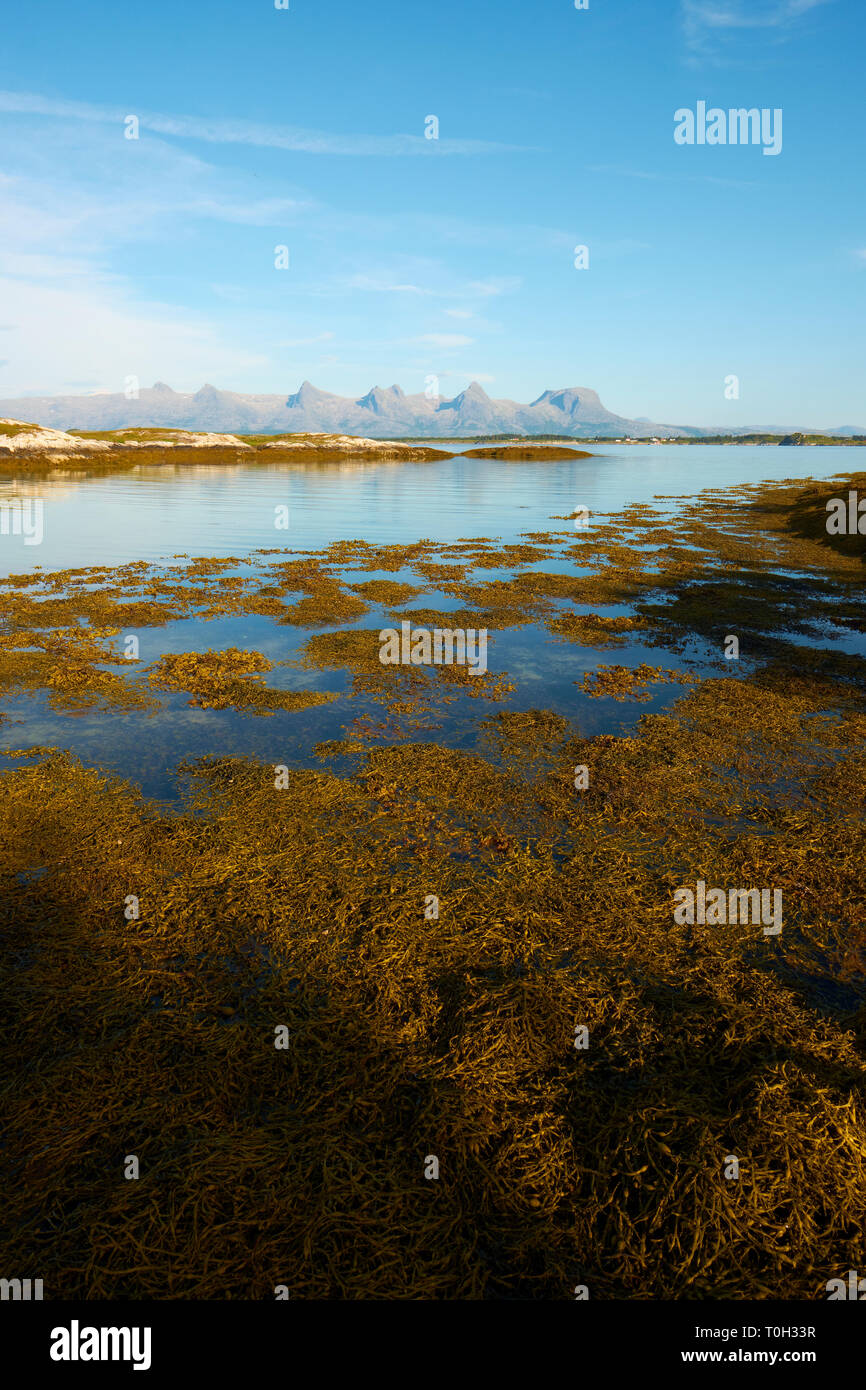 Le alghe sul Sud Heroy isola e De Syv søstre / Le sette sorelle mountain range sull isola di Alsten in Alstahaug Nel Nordland in Norvegia Foto Stock